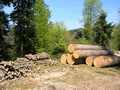 Wirtschaftswald